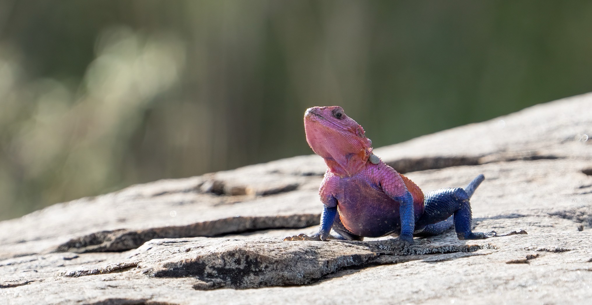 Mwanza Flat-Headed Rock Agama